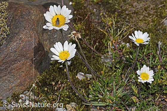 Foto: Gewöhnliche Alpenmargerite (Leucanthemopsis alpina). Ganze Pflanze (Habitus). Höhe = 9cm.
