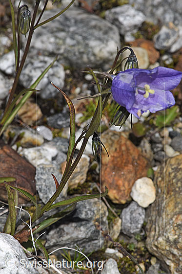 Photo: Campanula scheuchzeri. Stem and leaves.