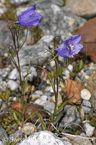 Photo: Campanula scheuchzeri. Whole plant (habit). Height = 12cm.
