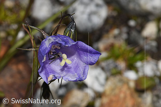 Photo: Campanula scheuchzeri. Blossom. View from the front.