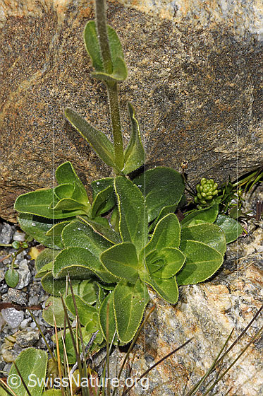 Photo: Veronica bellidioides. Leaves and stem.