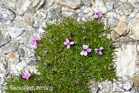 Foto: Wahrscheinlich Kiesel-Polsternelke (Silene exscapa). Polster mit ein paar Blüten. Ansicht von oben.