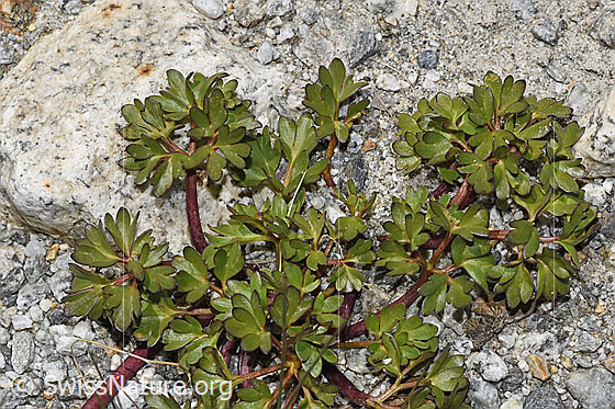 Foto: Gletscher-Hahnenfuss (Ranunculus glacialis). Blätter.