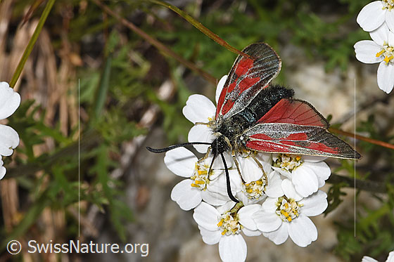 Foto: Alpen-Widderchen (Zygaena exulans) auf Moschus-Schafgarbe (Achillea erba-rotta ssp. moschata). Flügel halb geöffnet. Ansicht von vorne oben.