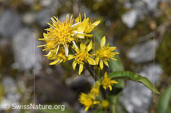 Photo: Solidago virgaurea ssp. minuta. Blossoms.