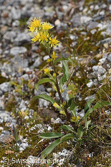Photo: Solidago virgaurea ssp. minuta. Whole plant (habit). Height = 16cm.
