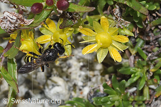 Foto: Crabro peltatus (Grabwespe) auf Bewimpertem Steinbrech (Saxifraga aizoides). Weibchen. Ansicht von oben.