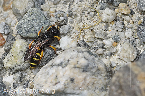 Foto: Crabro peltatus (Grabwespe). Länge 11mm. Weibchen. Anicht von schräg oben.