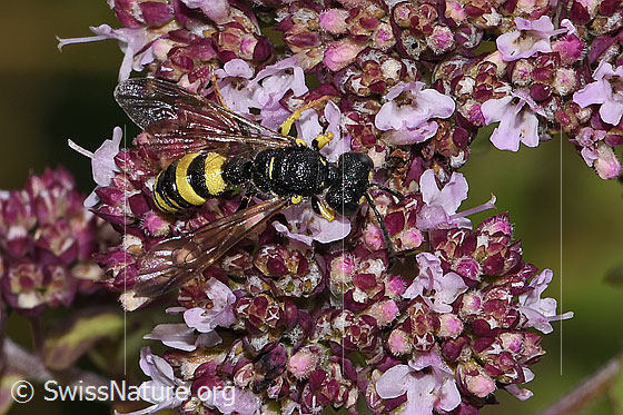 Photo: Cerceris rybyensis on Origanum vulgare. Length 6 - 10mm. Male. View from above.
