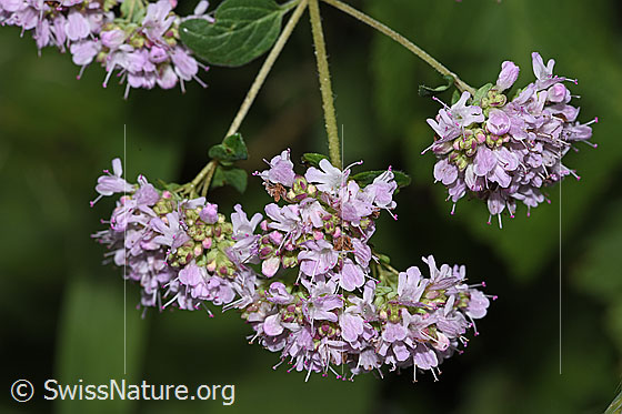 Foto: Echter Dost (Origanum vulgare). Blüten.