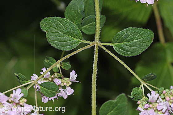 Foto: Echter Dost (Origanum vulgare). Stängel und Stängelblätter.