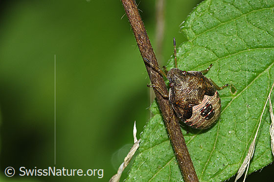 Frühlings-Baumwanze (Peribalus strictus)