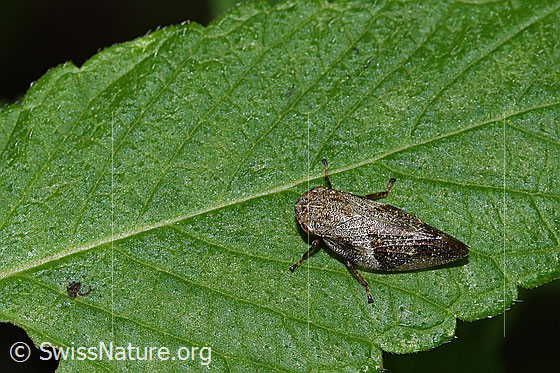 Foto: Erlenschaumzikade (Aphrophora alni). Länge 11mm. Ansicht von schräg oben.