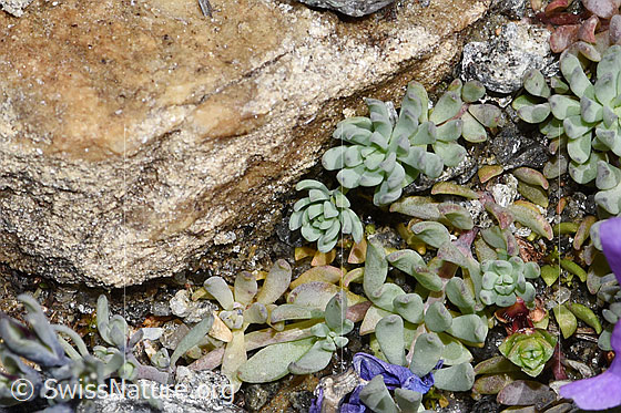 Photo: Linaria alpina. Leaves.