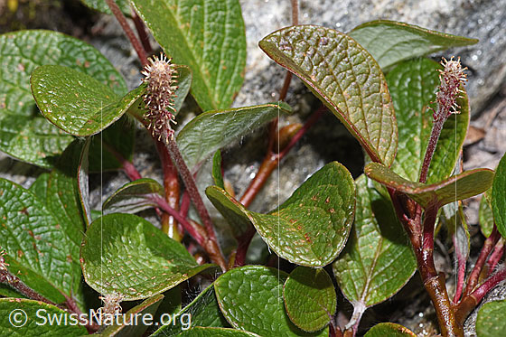 Netz-Weide (Salix reticulata) Netz-Weide (Salix reticulata)