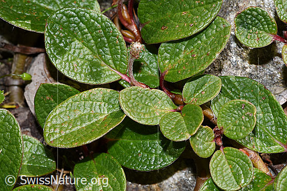 Foto: Netz-Weide (Salix reticulata). Blätter. Blattoberseite mit eingesenktem Nervennetz.
