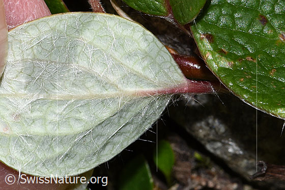 Foto: Netz-Weide (Salix reticulata). Dicht behaarte Blattunterseite.