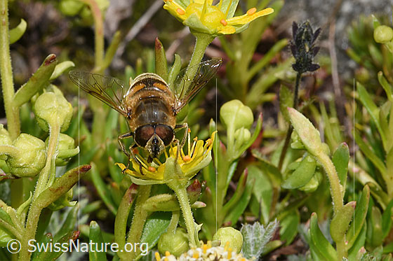 Photo: Eristalis tenax on Saxifraga aizoides. Length 14 - 16mm. Male. View from the front.