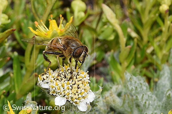 Photo: Eristalis tenax on Achillea nana. Length 14 - 16mm. Male. View from side front.
