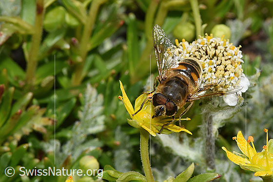 Photo: Eristalis tenax on Saxifraga aizoides. Length 14 - 16mm. Male. View from top front.
