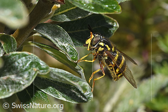 Photo: Chrysotoxum fasciatum. Length 9 - 12mm. Female. View from the side.