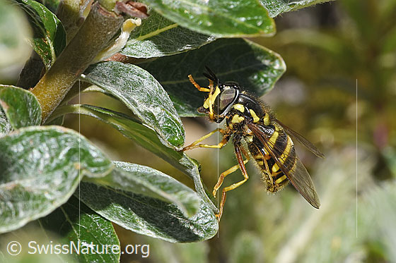 Photo: Chrysotoxum fasciatum. Length 9 - 12mm. Female. View from the side.