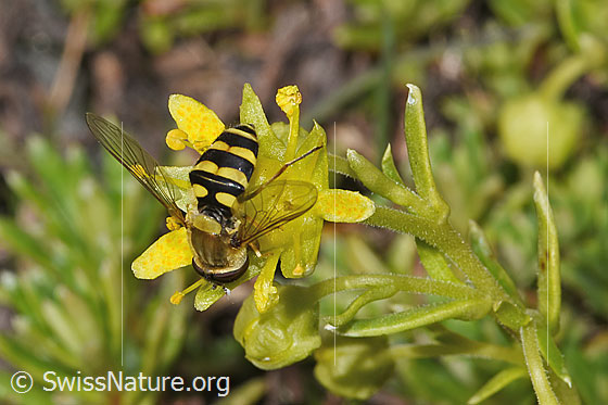 Photo: Syrphus vitripennis on Saxifraga aizoides. Length 8 - 11mm. View from behind top.