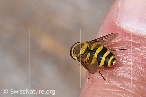 Photo: Syrphus ribesii. Length 9 - 13mm. Female. View from behind top.