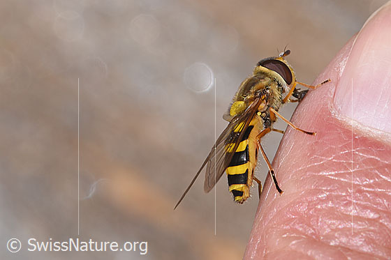 Photo: Syrphus ribesii. Length 9 - 13mm. Female. View from the side.