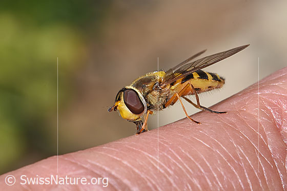 Photo: Syrphus ribesii. Length 9 - 13mm. Female. View from side front.