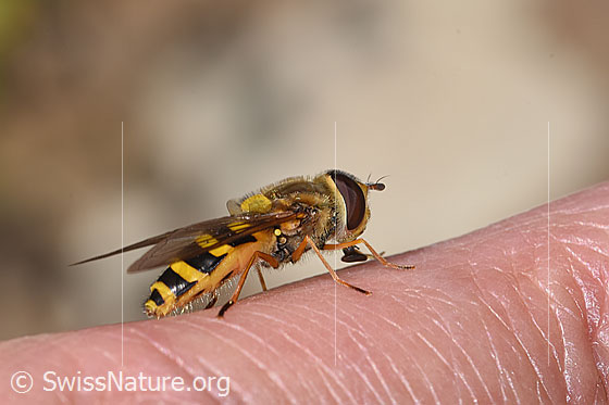 Photo: Syrphus ribesii. Length 9 - 13mm. Female. View from the side.