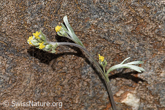 Photo: Probably Artemisia umbelliformis. Blossoms, stem and stem leaves.