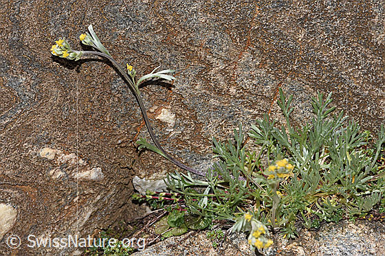 Photo: Probably Artemisia umbelliformis. Whole plant (habit).