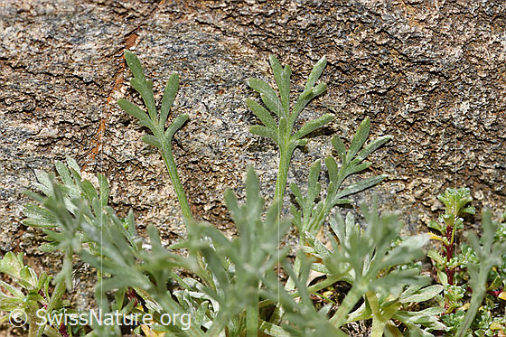 Photo: Probably Artemisia umbelliformis. Basic leaves.