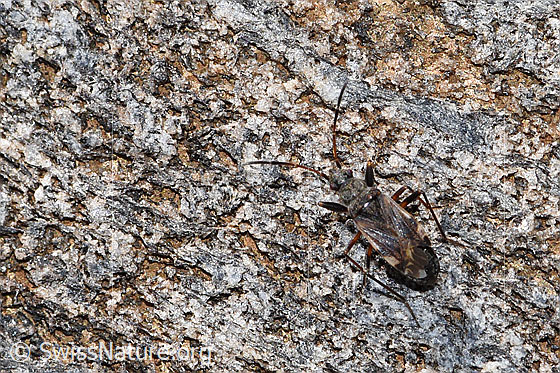 Photo: Pachybrachius fracticollis. Length 6mm. View from above.
