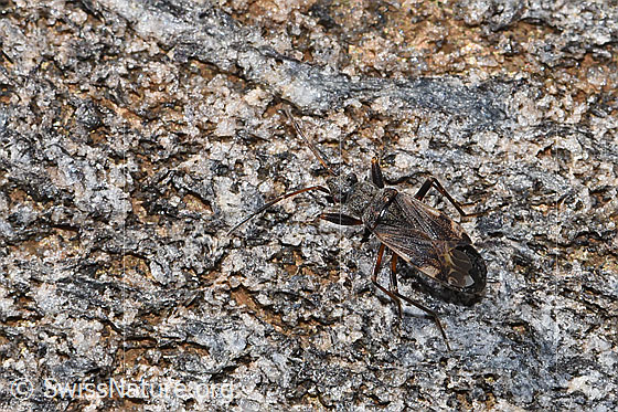 Photo: Pachybrachius fracticollis. Length 6mm. View from above.