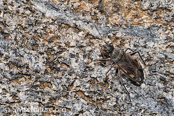 Photo: Pachybrachius fracticollis. Length 6mm. View from diagonally above.