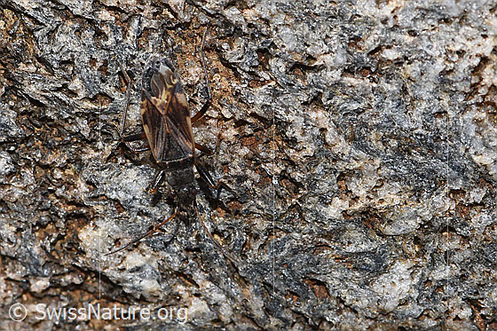 Photo: Pachybrachius fracticollis. Length 6mm. View from above.