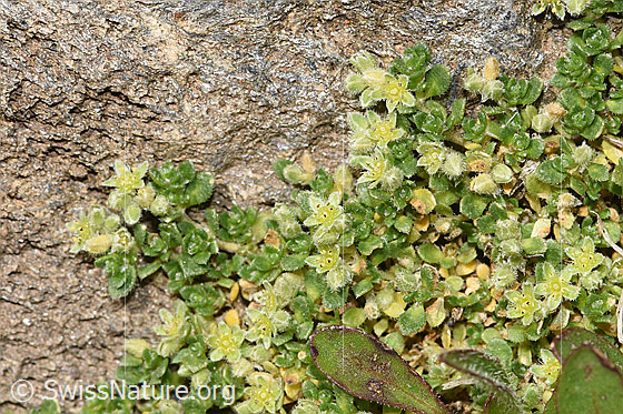Photo: Herniaria alpina. Whole plant (habit).