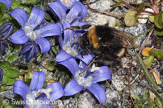 Photo: Probably Bombus cryptarum on Campanula cenisia. Length 9 - 20mm. View from diagonally above.