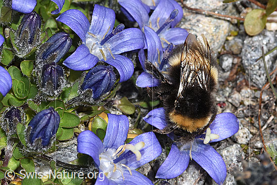Photo: Probably Bombus cryptarum on Campanula cenisia. Length 9 - 20mm. View from above.