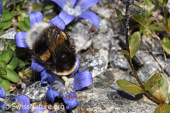Photo: Probably Bombus cryptarum on Campanula cenisia. Length 9 - 20mm. View from above.