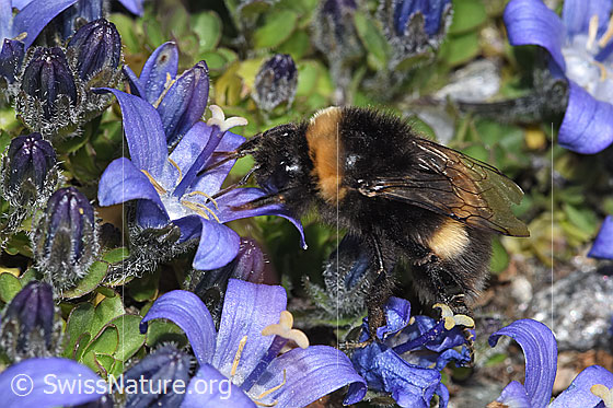 Photo: Probably Bombus cryptarum on Campanula cenisia. Length 9 - 20mm. View from the side above.