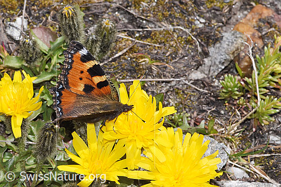 Photo: Aglais urticae on Leontodon montanus. Wings half open. View from the side above.