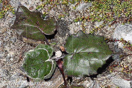 Photo: Probably Tussilago farfara. Leaves.