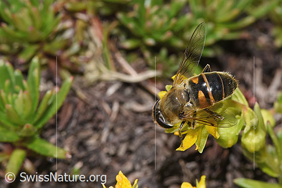 Photo: Eristalis tenax on Saxifraga aizoides. Length 14 - 16mm. Female. View from above.