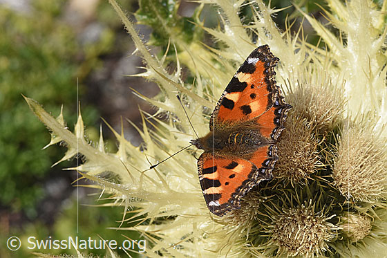 Photo: Aglais urticae auf Alpen-Kratzdistel (Cirsium spinosissimum). Wings open. View from the side, rear, top.