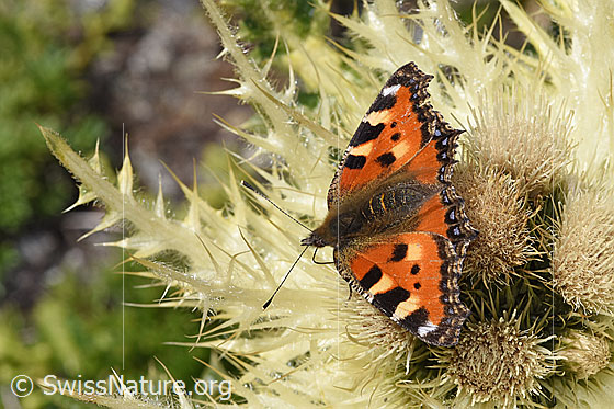 Photo: Aglais urticae on Cirsium spinosissimum. Wings open. View from side back.