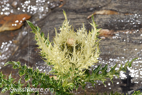 Photo: Cirsium spinosissimum. Inflorescence.