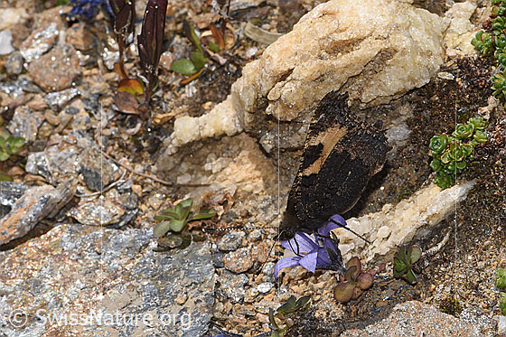 Photo: Aglais urticae on Campanula cenisia. Wings closed. View from the front top side..